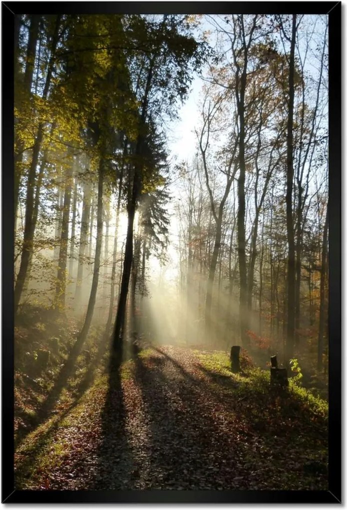 Poszterek keretben 40x60 Napfelkelte az erdőben