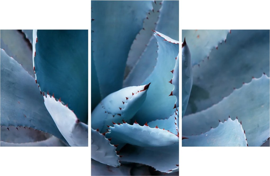 Kép - Agave (90x60 cm)