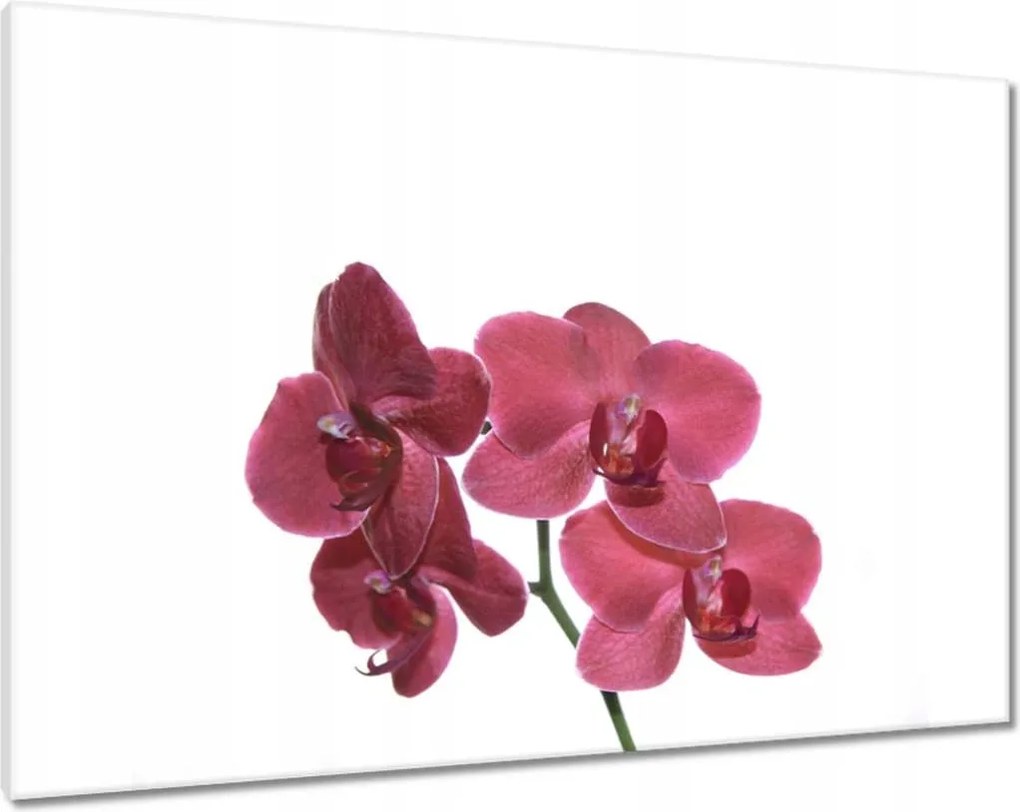 Vászonkép 100x70 Szenvedélyem Orchidea Virág