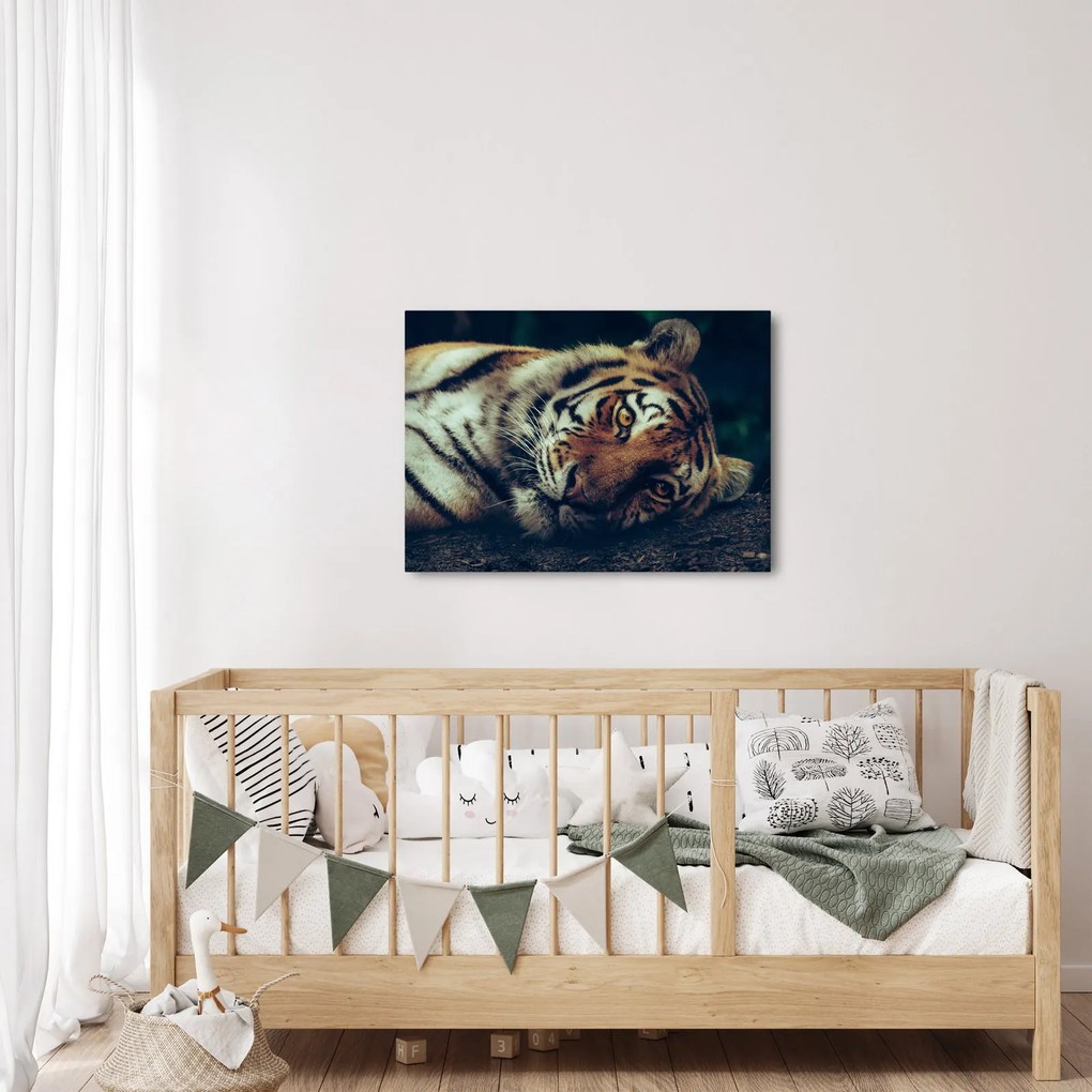 Kép - Szibériai tigris (70x50 cm)