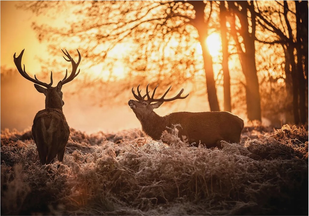 Fali fotótapéta előszoba konyhába Szarvasok a reggelben 312x219 Ragasztó