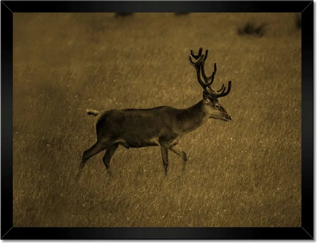 Poszterek keretben 40x30 Szarvas