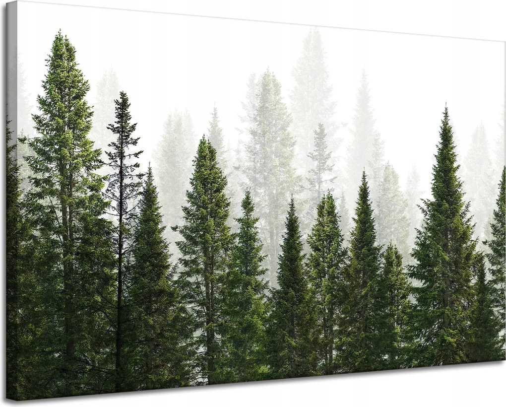 Vászonkép Esőerdő Természet Fák 120x80 cm