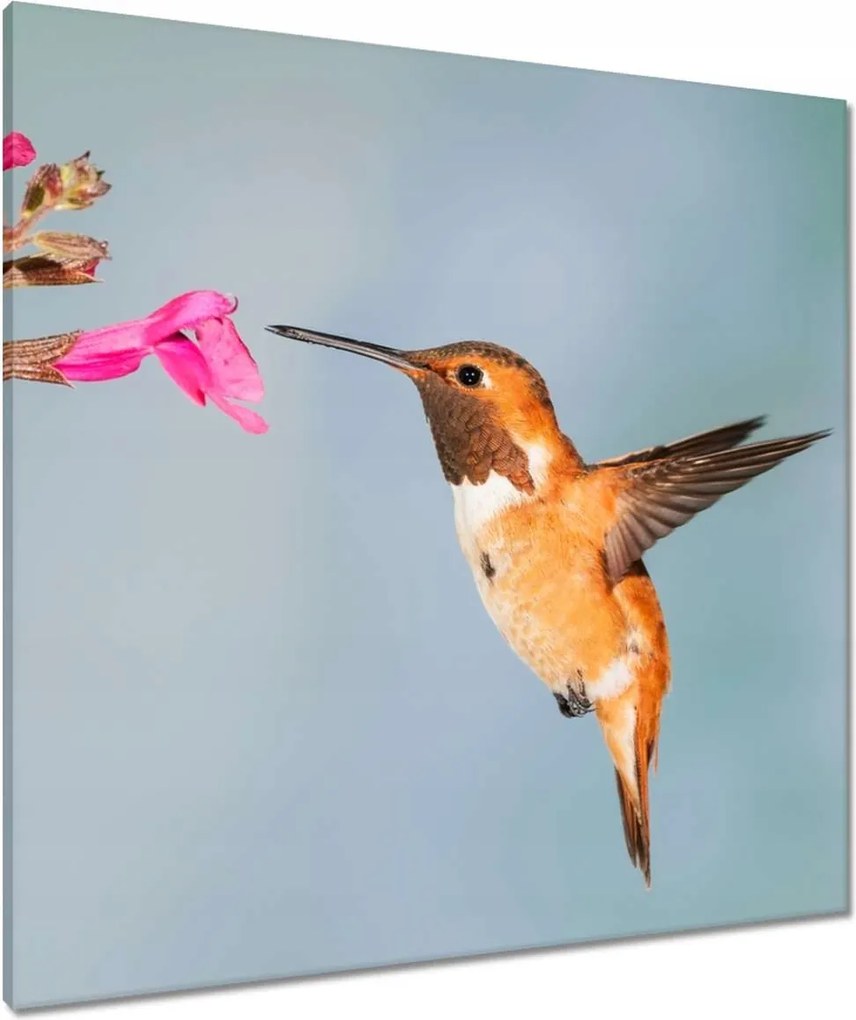 Vászonkép 80x80 Kolibri nektár