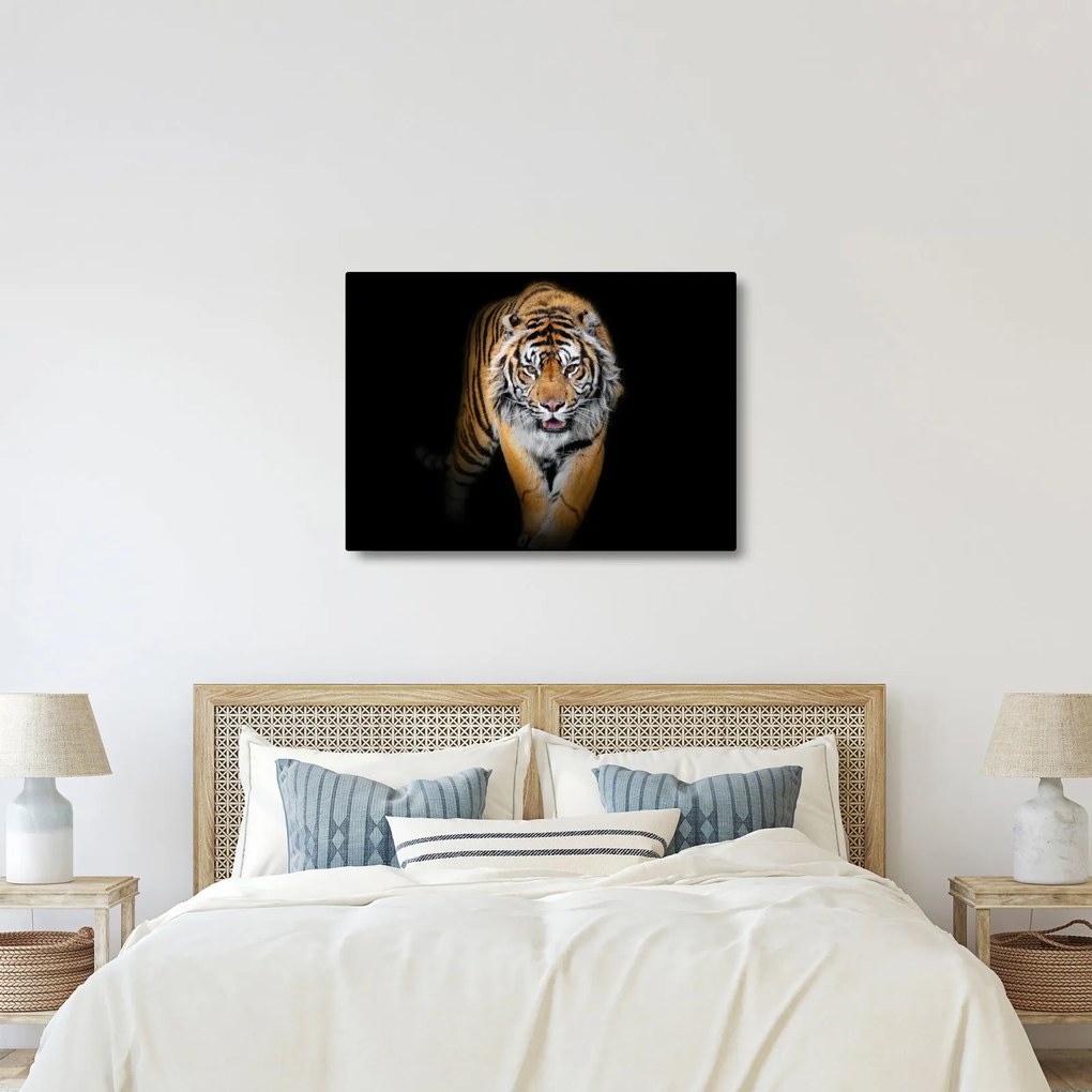 Kép - Tigris (70x50 cm)