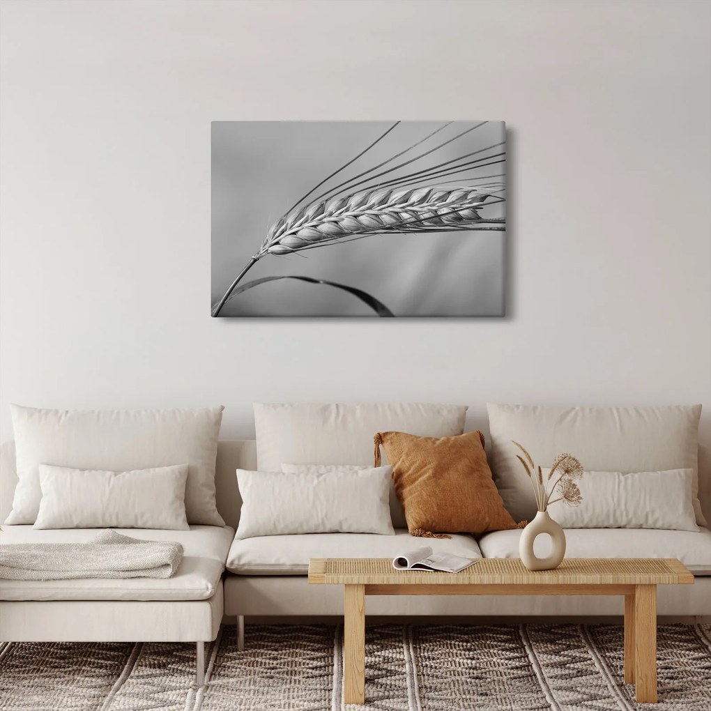 Kép - Búza, fekete-fehér (90x60 cm)