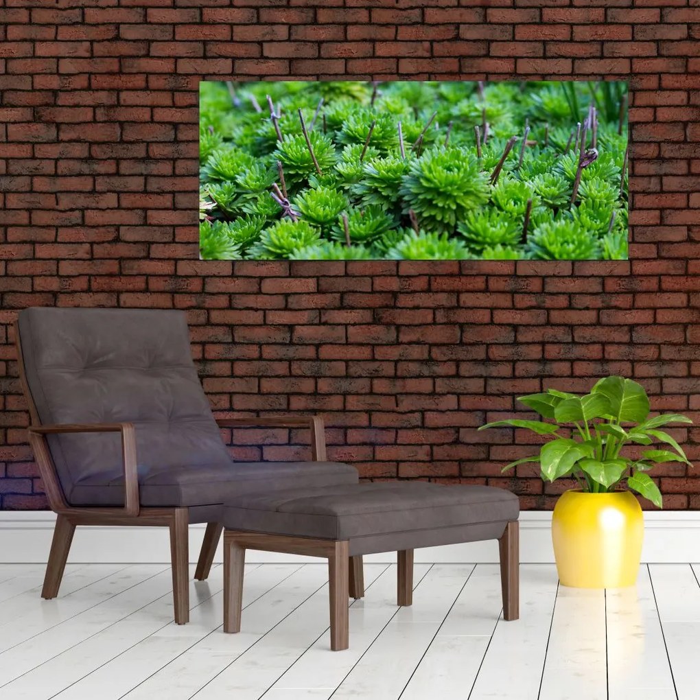 A pozsgás növények képe (120x50 cm)