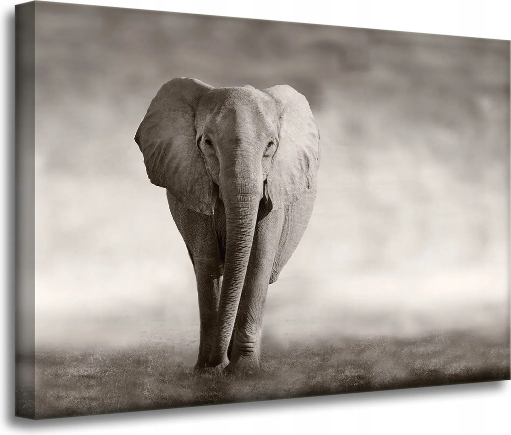 Vászonkép Fekete-fehér Elefánt Pózoló Afrika 70x50 cm
