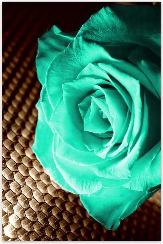 Poszterek 80x120 Türkiz rózsa szépia