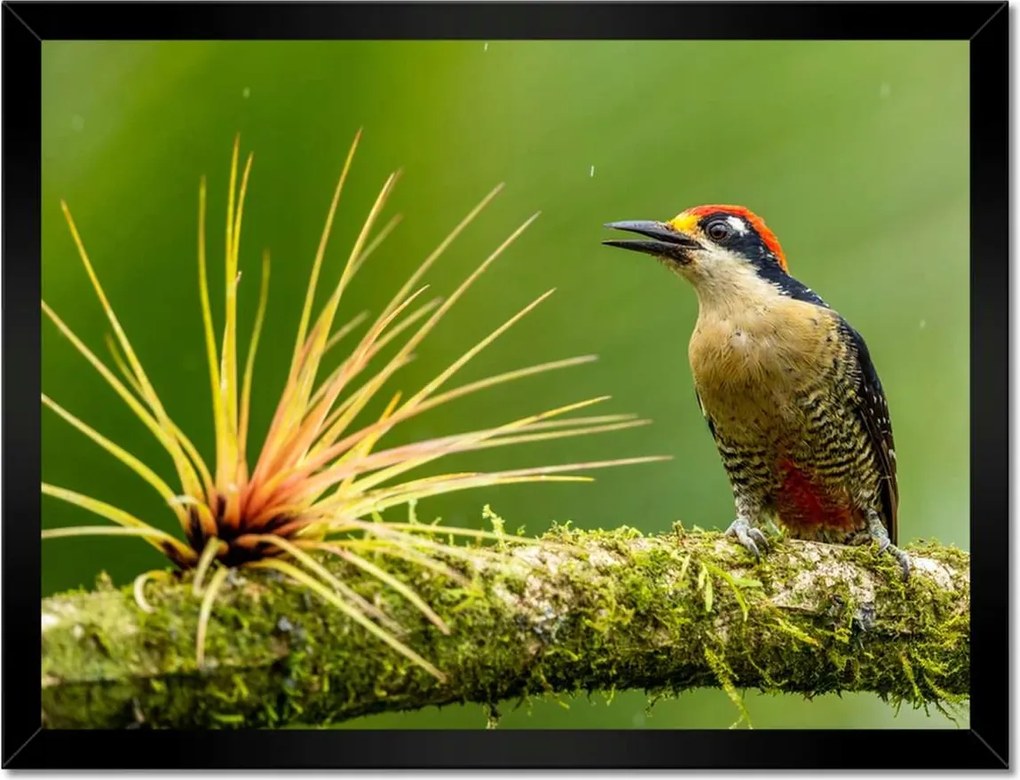 Poszterek keretben 40x30 Madarak