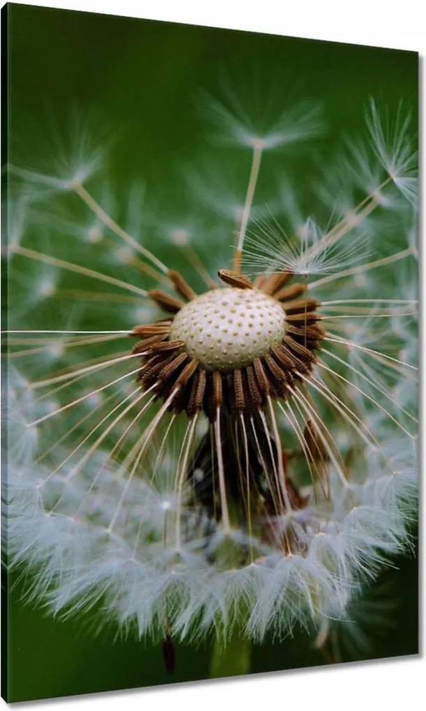 Vászonkép 70x100 Pitypang Virág Virágok