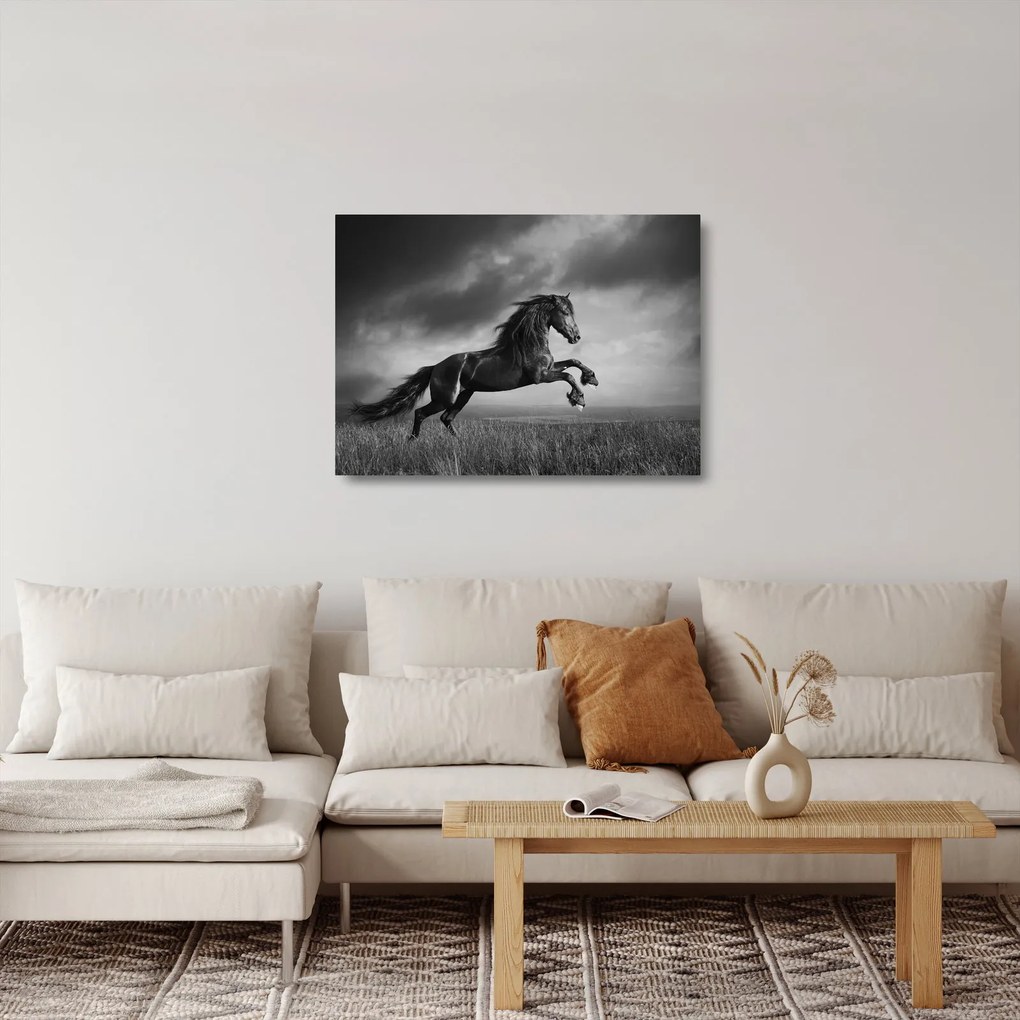 Üveg kép - Fekete-fehér ló (70x50 cm)