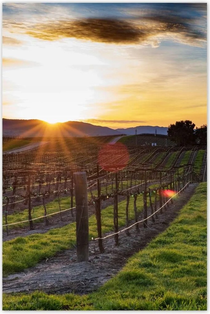 Poszterek 80x120 Szőlőbirtok Tájkép