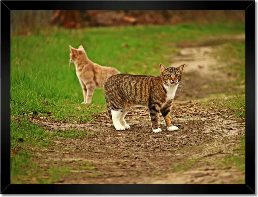 Poszterek keretben 40x30 Cica Cicák
