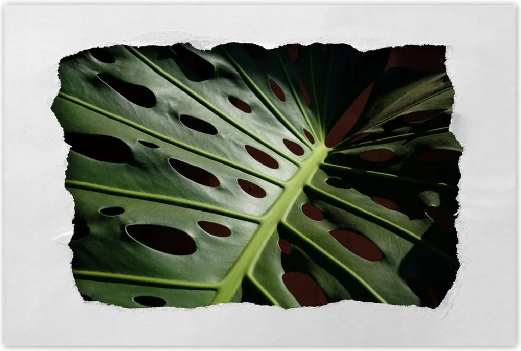 Poszterek 90x60 Mosnter levelek lyukas