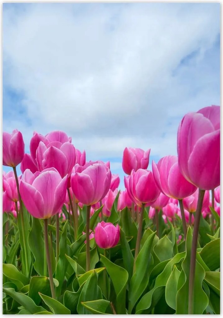 Poszterek 70x100 Tulipánok Valentin napra