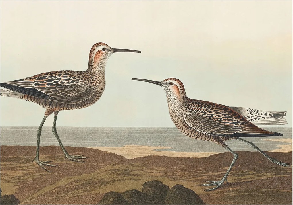 Fotótapéta Flizelin Dekoratív tapéta Madár sziluettek 312x219 Ragasztó