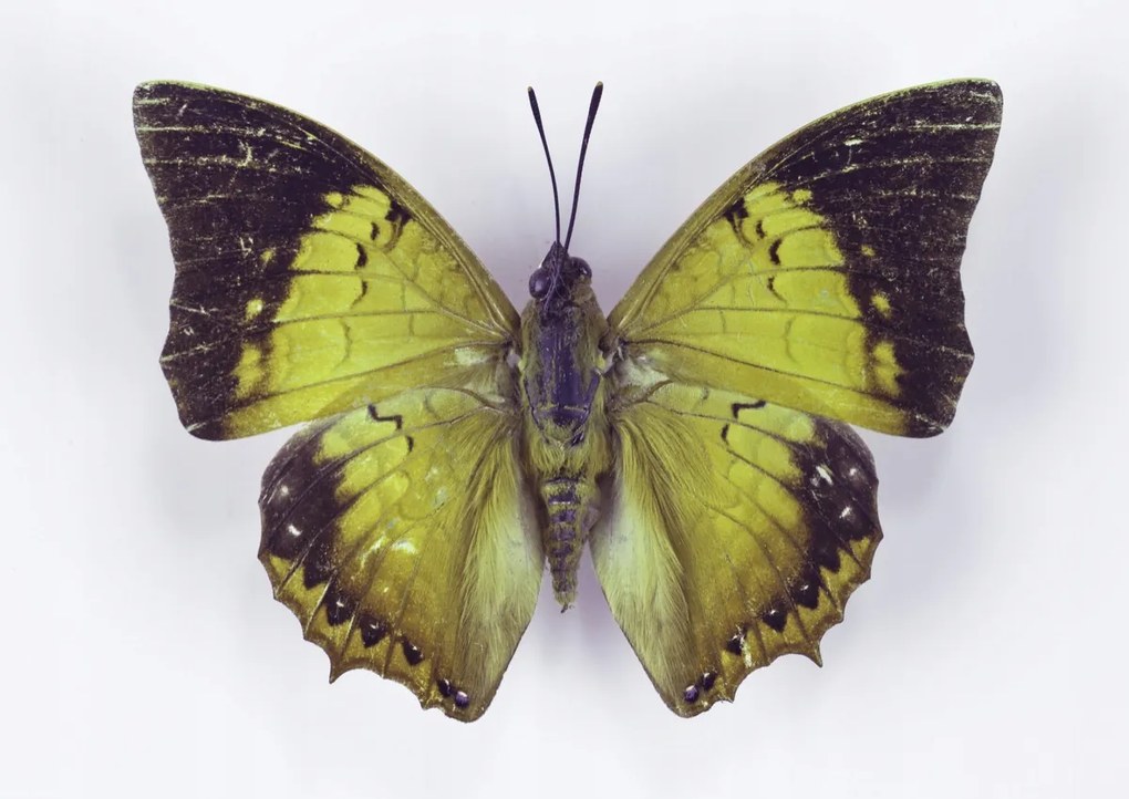 Poszter 42x29,7cm Pillangó fehér alapon 7, Assaf Frank