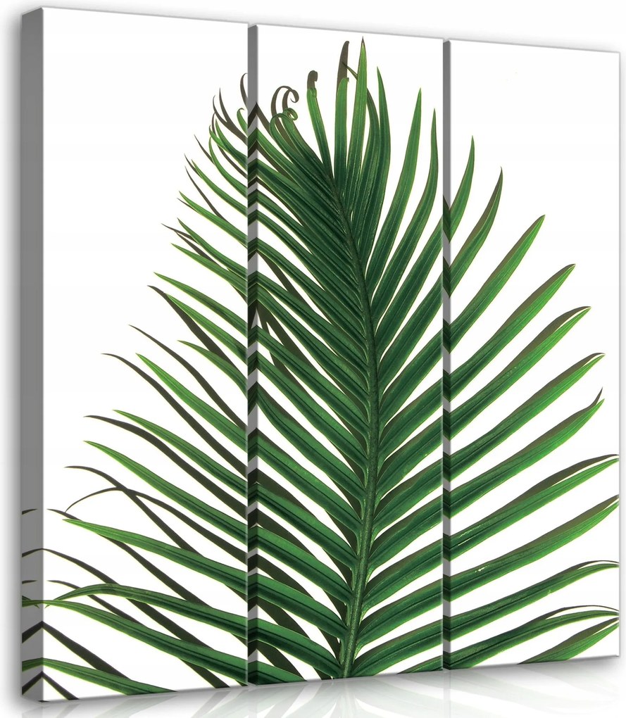 Vászonkép 90x100 Pálmalevél trópusok zöld természet frissesség minimalizmus nyugalom