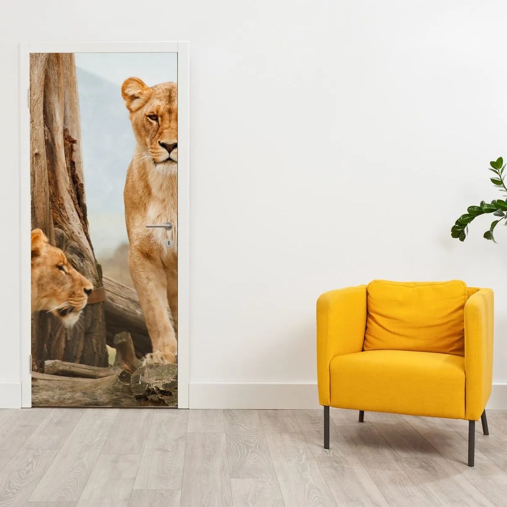 Fotótapéta ajtóra - Két nőstényoroszlán (95x205cm)
