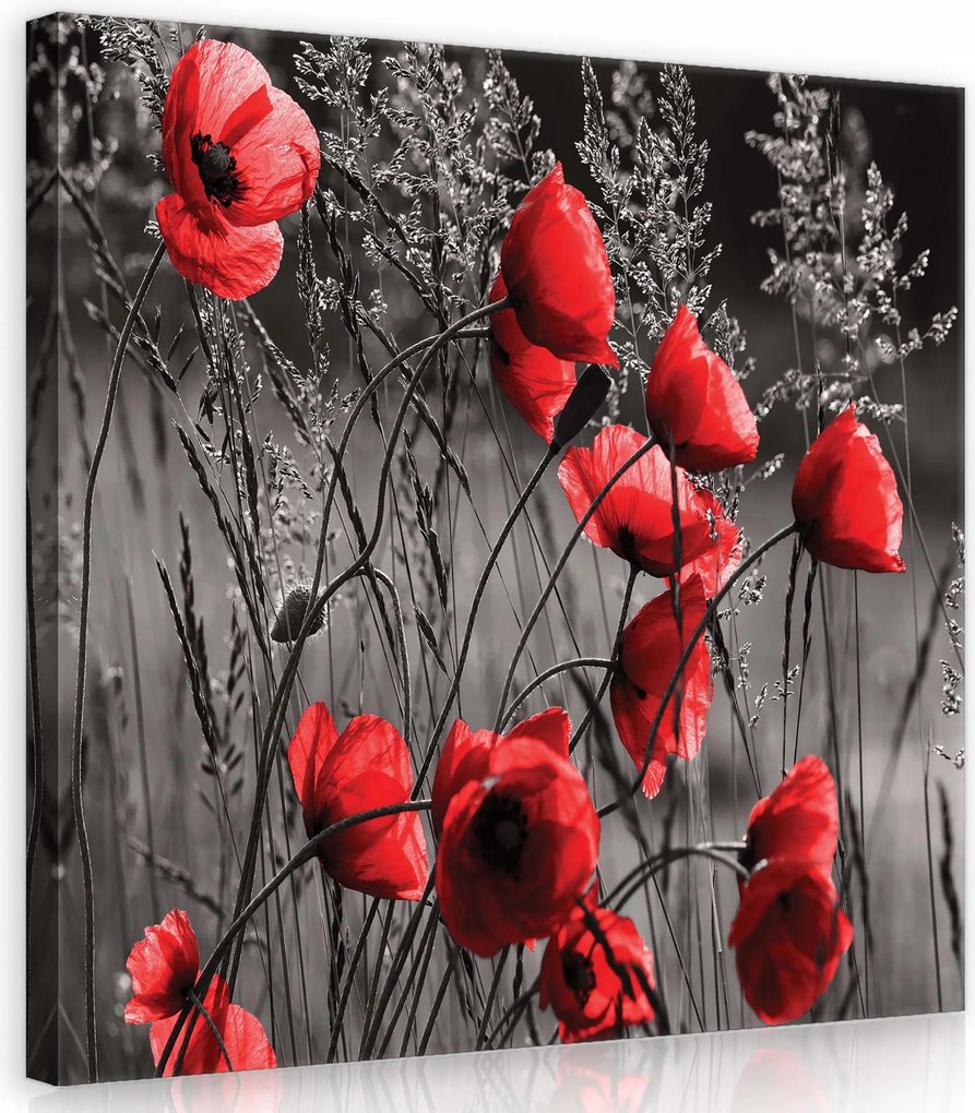 Vászonkép 40x40 Pipacsok piros fekete-fehér háttér kontraszt virágok természet mező