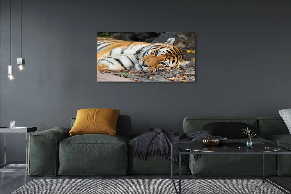 Canvas képek fekvő tigris 100x50 cm