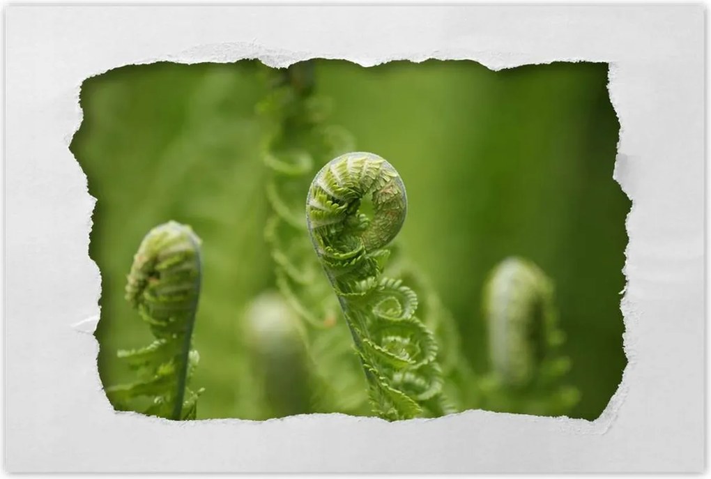 Poszter 60x40 Páfrányok Erdő Zöld levél