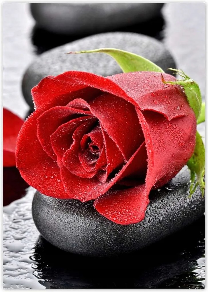 Poszterek A2 Pion Vörös rózsa Neki