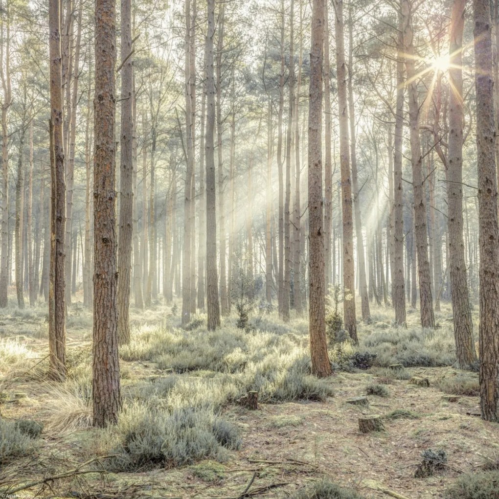 Poszter 30x30cm Ködös erdő napsugarakkal, Assaf Frank