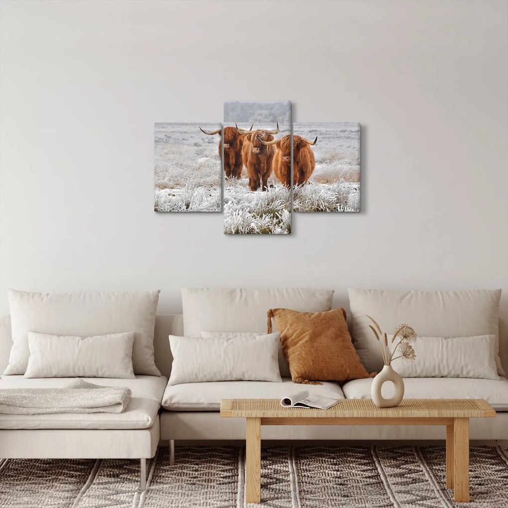 Kép - Skót tehenek (90x60 cm)