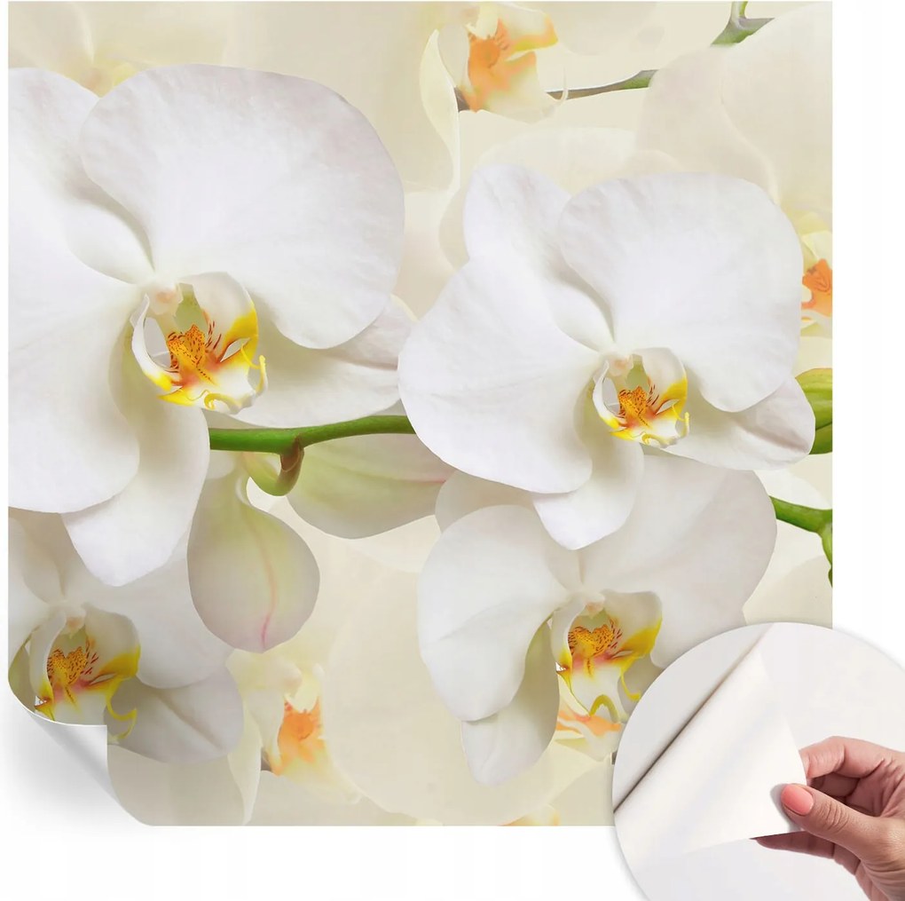 Design fali fotótapéta öntapadós virágos gazdagság 250x250 cm