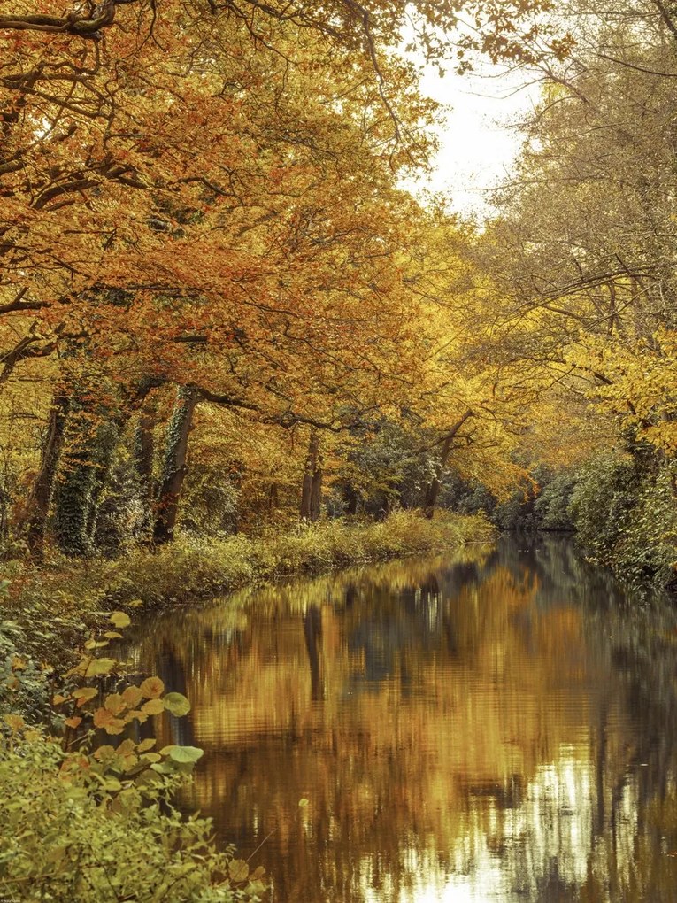 Poszter 60x80cm Csatorna az erdőn át 2, Assaf Frank