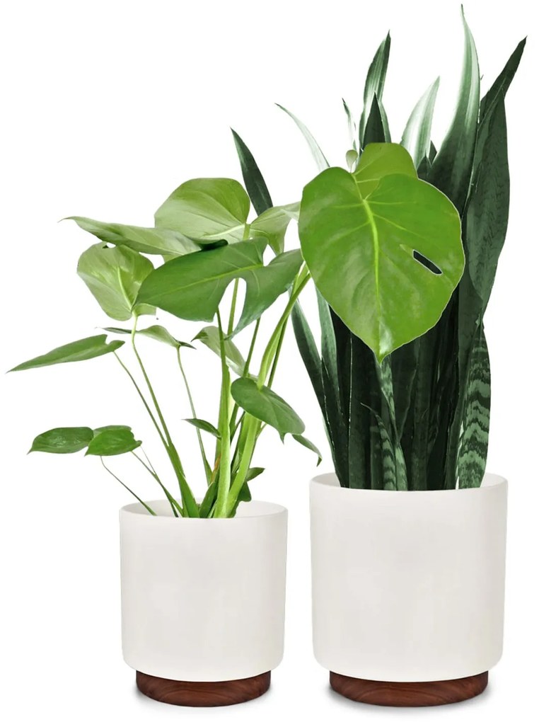 Fox & Fern Enspijk, virágcserepek, 2 részes készlet, 2 méretben, diófa, Polystone, kézzel készített