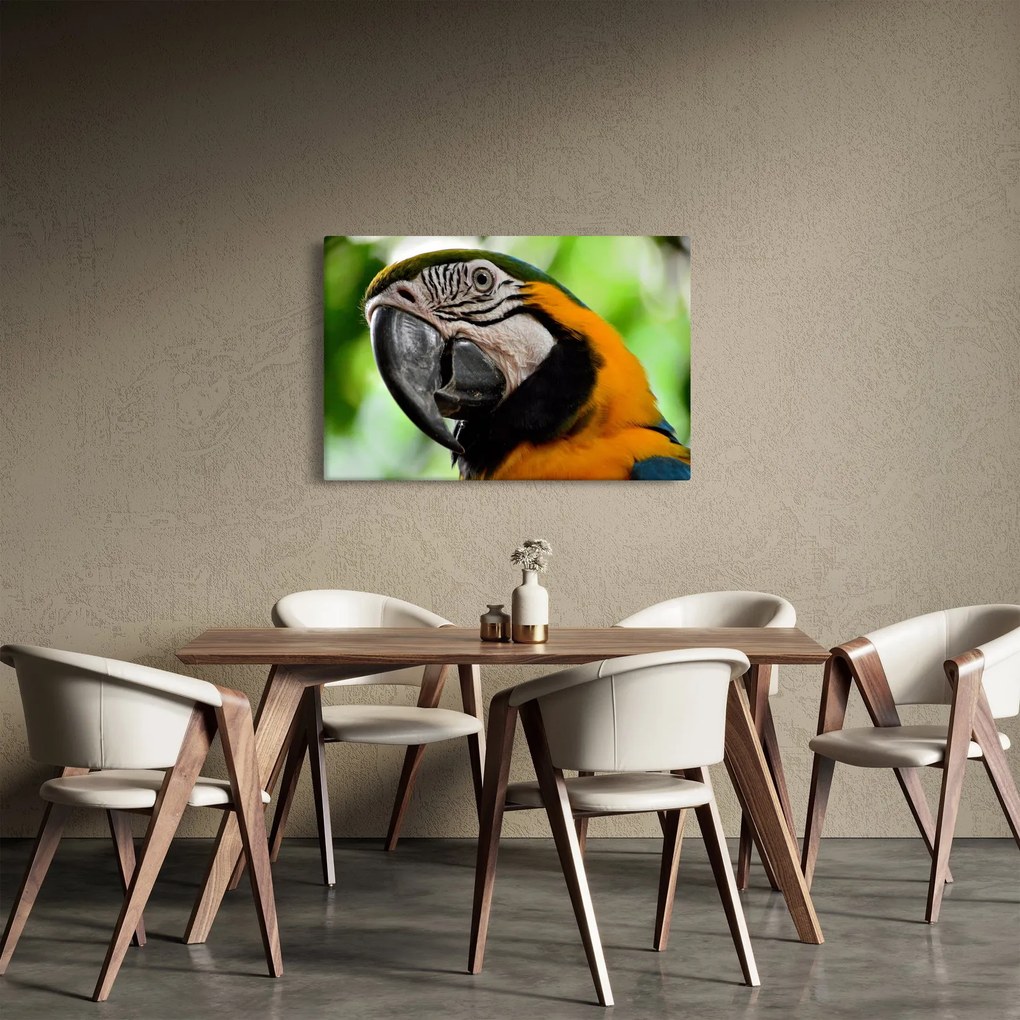 Papagáj képe (90x60 cm)