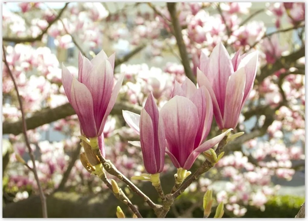 Poszterek 70x50 Magnólia