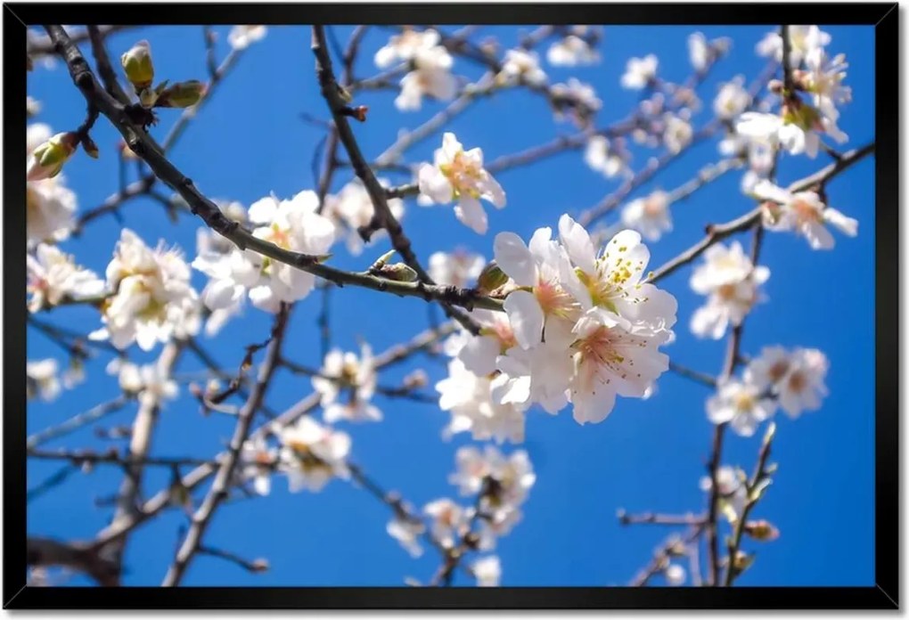 Poszter keretben 60x40 Almafa virág