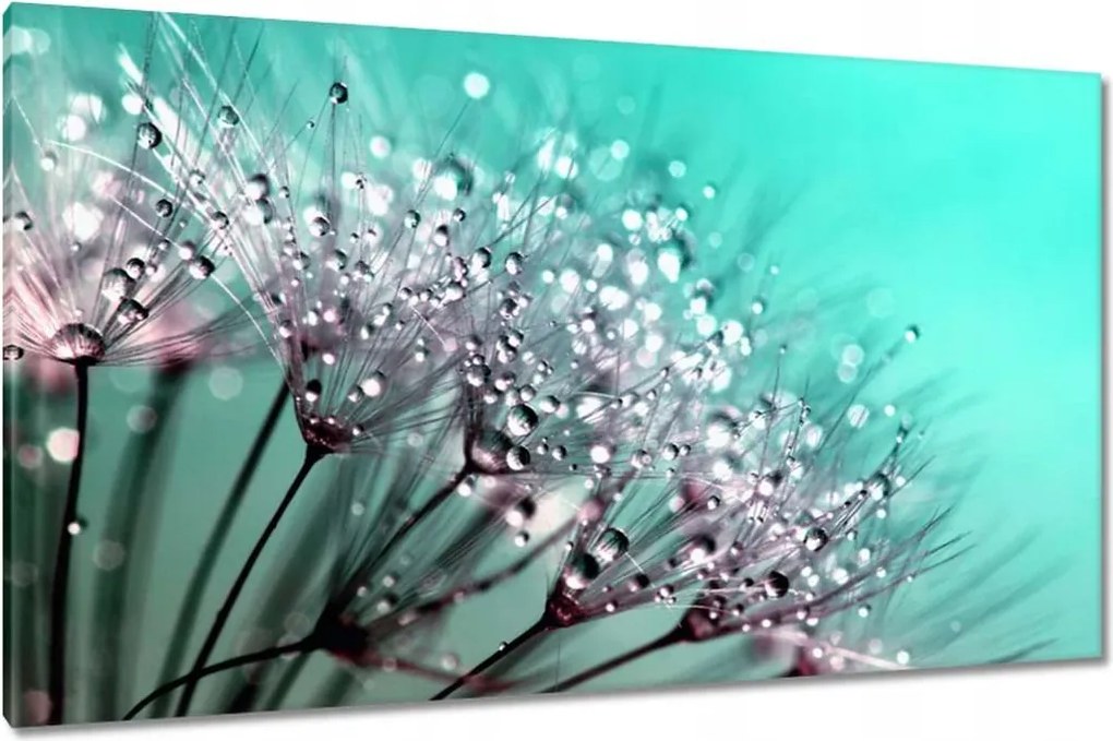 Vászonkép 120x70 Harmatcseppek Pitypang