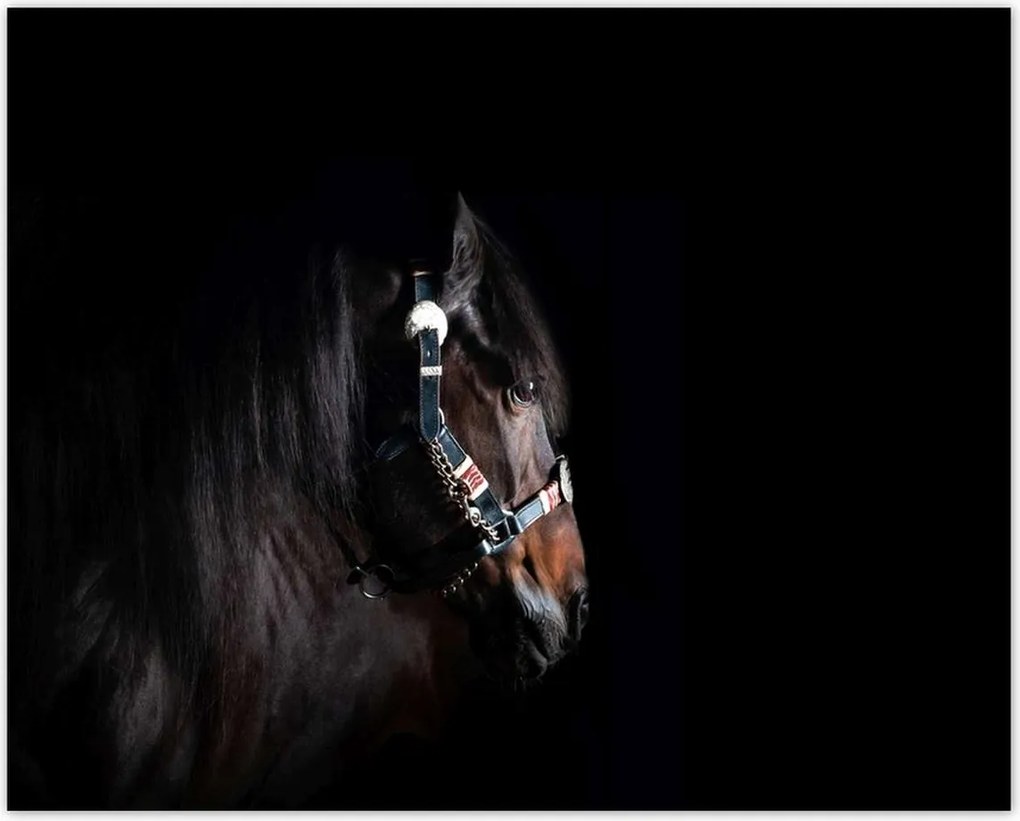 Poszterek 50x40 Ló ló fekete alapon