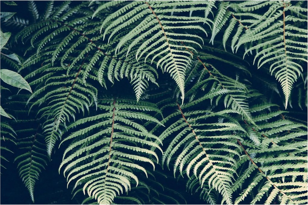 A páfrány levelek képe (90x60 cm)