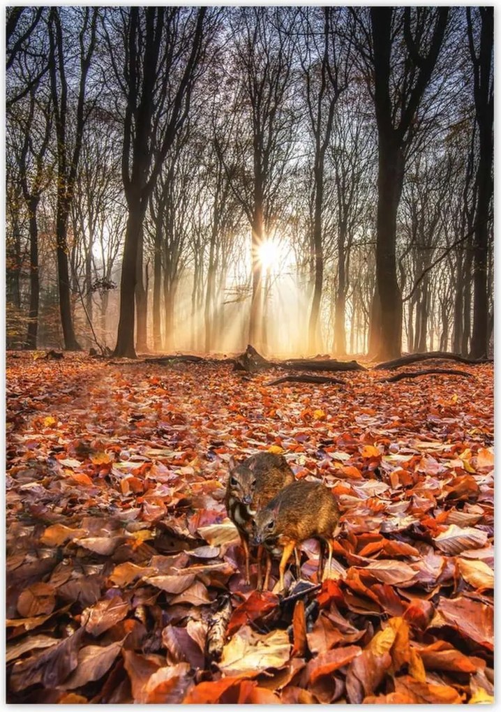 Poszterek 70x100 Kihalás fenyegeti