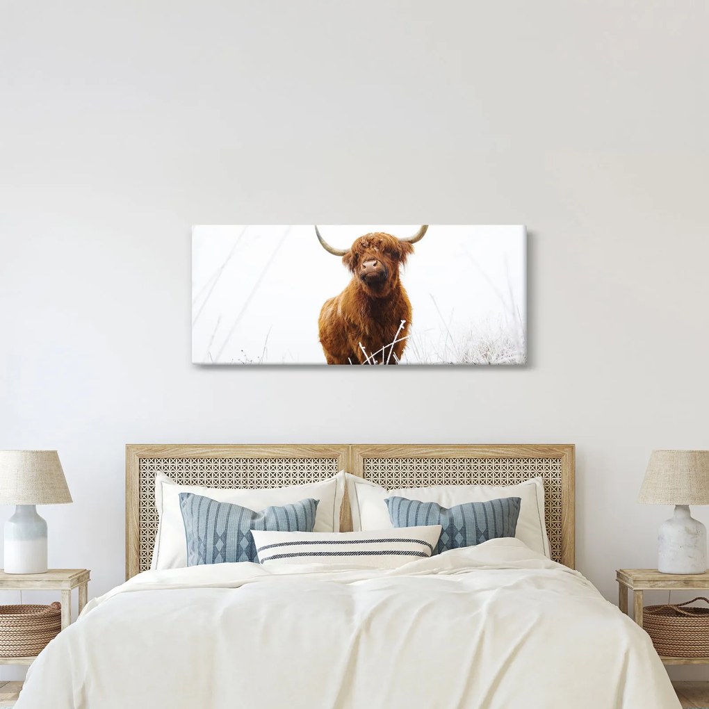 Kép - Skót tehén (120x50 cm)