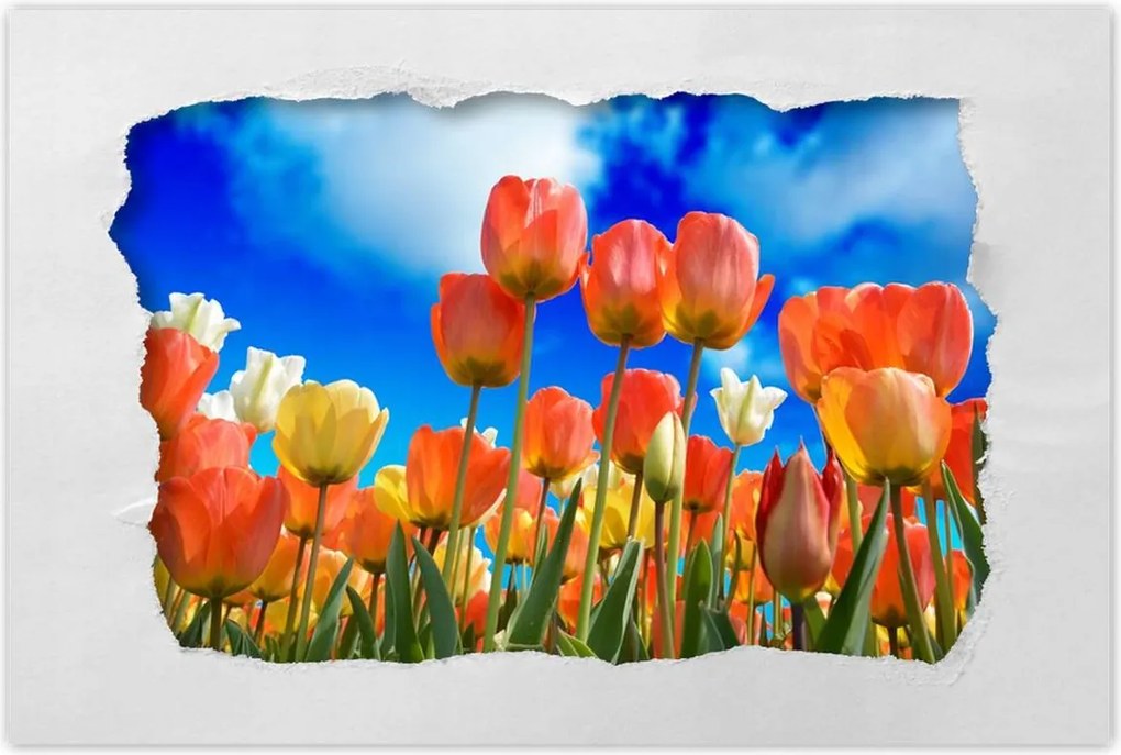 Poszterek 90x60 Színes tulipánok Virágok