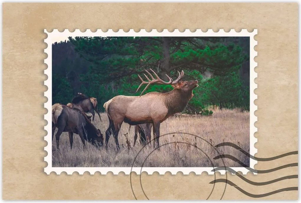 Poszterek 60x40 Szarvas Erdő Tájkép