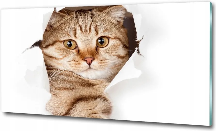 Fotó-kép fotó edzett üveg macska 100x70