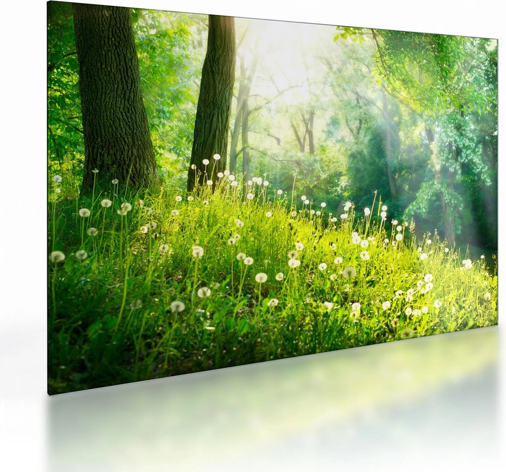 Üveg kép - Varázslatos rét tele pitypanggal (70x50 cm)