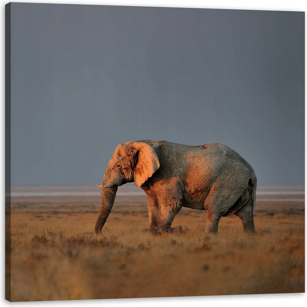 Vászonkép Elefánt szavanna Afrika Ég Fű 60X60 cm