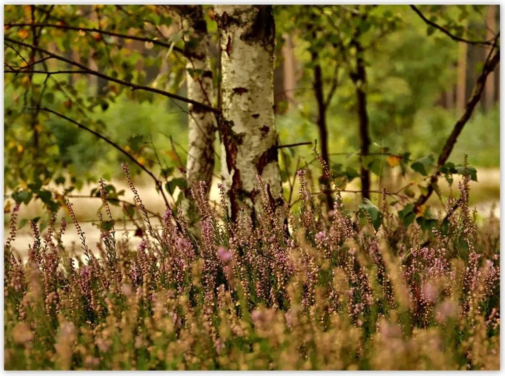 Poszterek 135x100 Nyírfa a hangák között Erdő