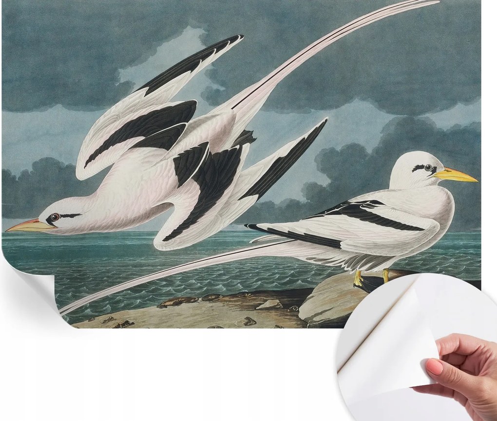 Divatos öntapadós fali tapéta Madarak a tengerparton 152x104 cm