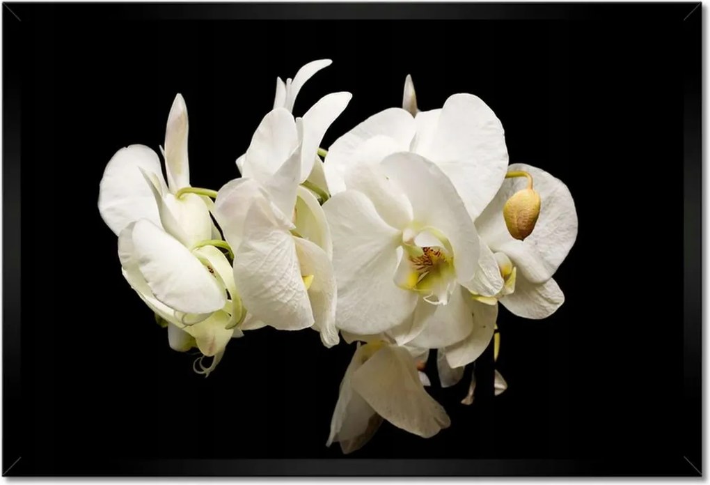 Poszter keretben 60x40 Fehér orchidea virágok