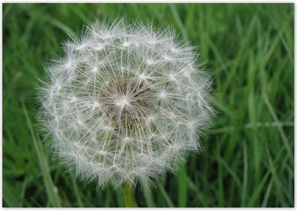 Poszterek 100x70 Pitypang Virág Virágok